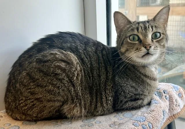 An adult medium-sized male Domestic Short Hair cat named Bjorn for adoption in Sarasota, FL