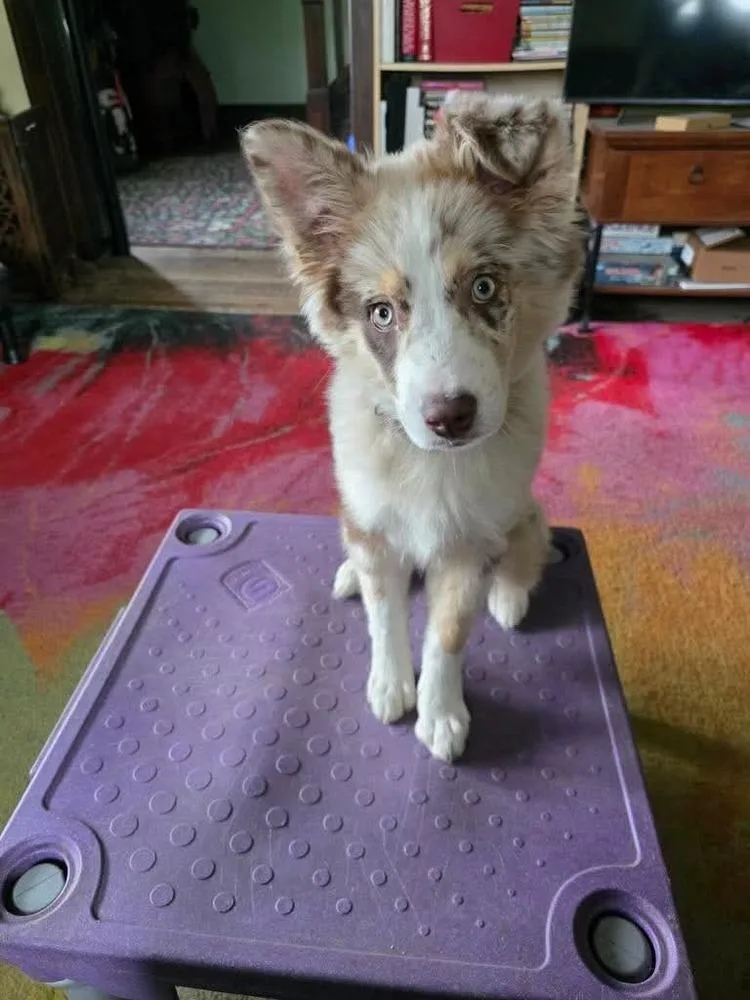 A baby small-sized female Australian Shepherd dog named Amazement for adoption in Troy, VA
