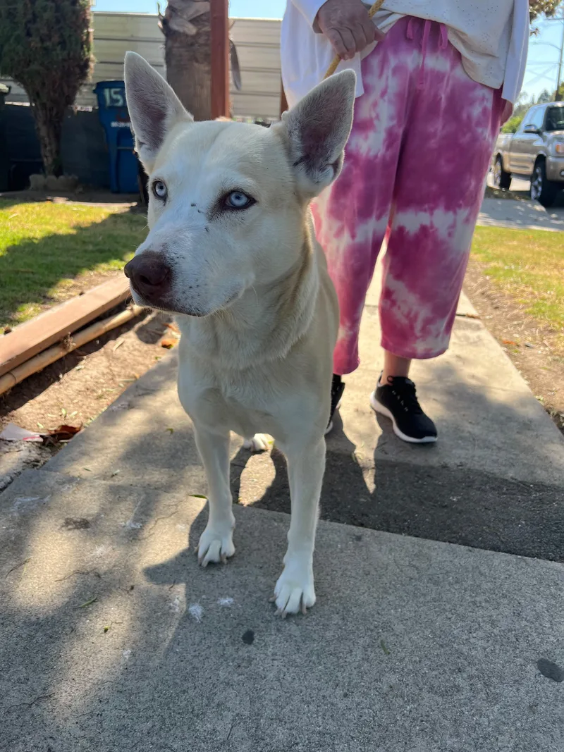 A young medium-sized female White / Cream Shepherd dog named Winter for adoption in Inglewood, CA