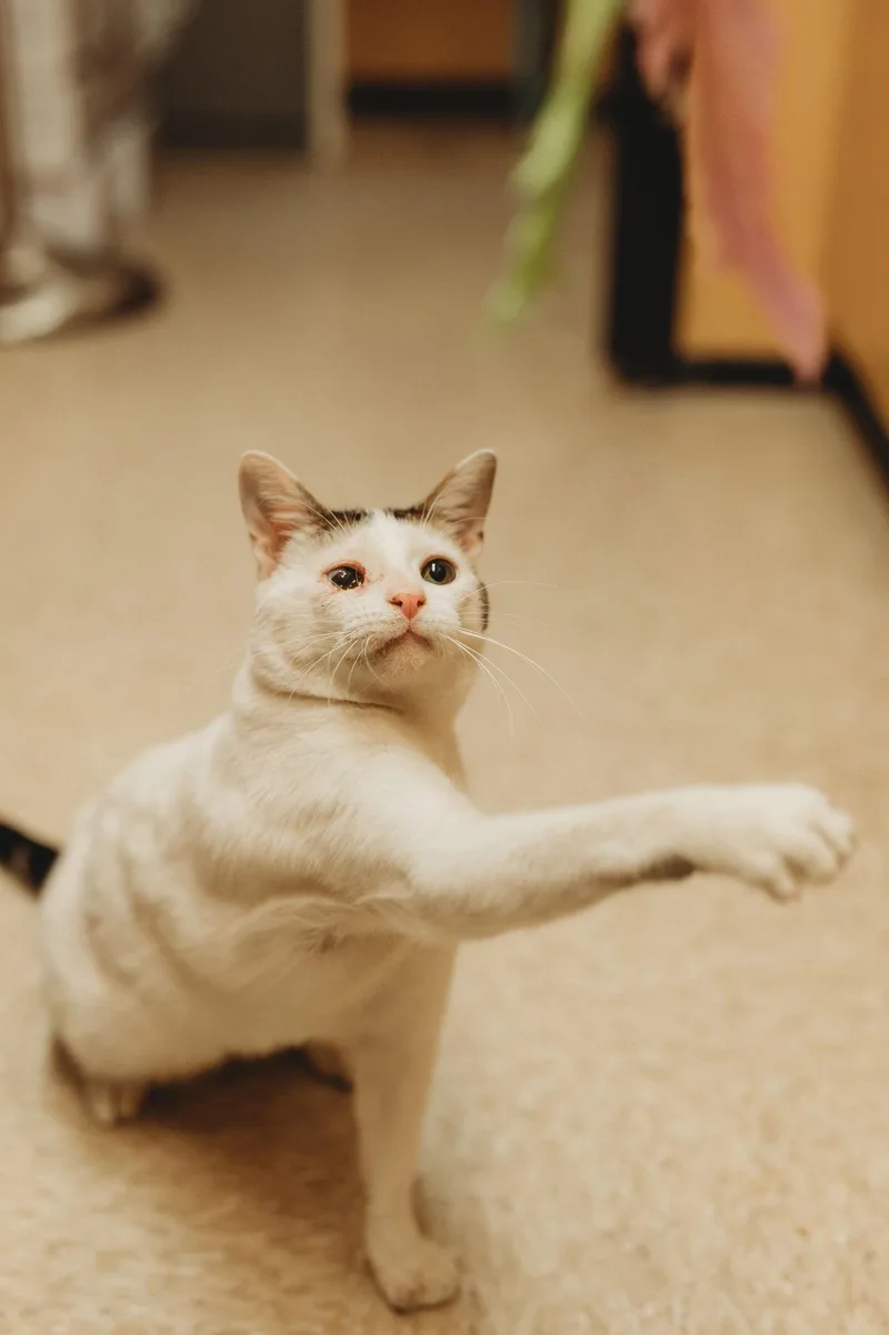A young medium-sized male Domestic Short Hair cat named Angel for adoption in McKinney, TX