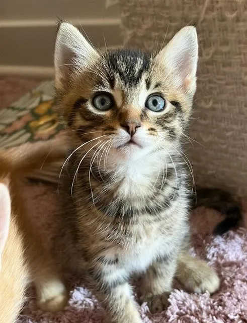 A baby small-sized male Domestic Short Hair cat named Finn for adoption in Chula Vista, CA