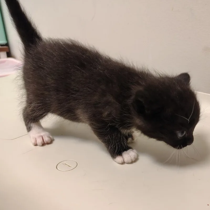 A baby small-sized female Black Domestic Medium Hair cat named Bean for adoption in Coos Bay, OR