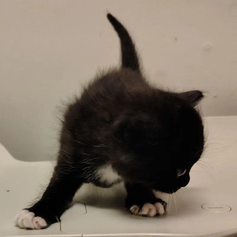 Bean thumbnail 3