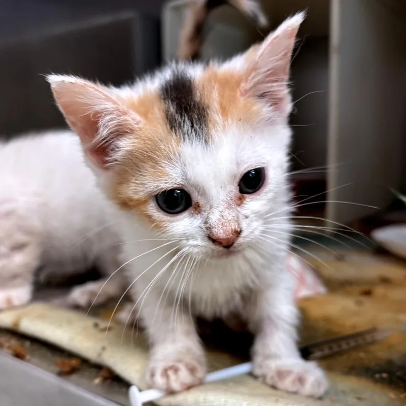 A baby small-sized female White Domestic Short Hair cat named Chanel for adoption in Newark, NJ