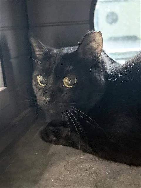 An adult large-sized male Black Domestic Short Hair cat named Briar for adoption in Tavares, FL