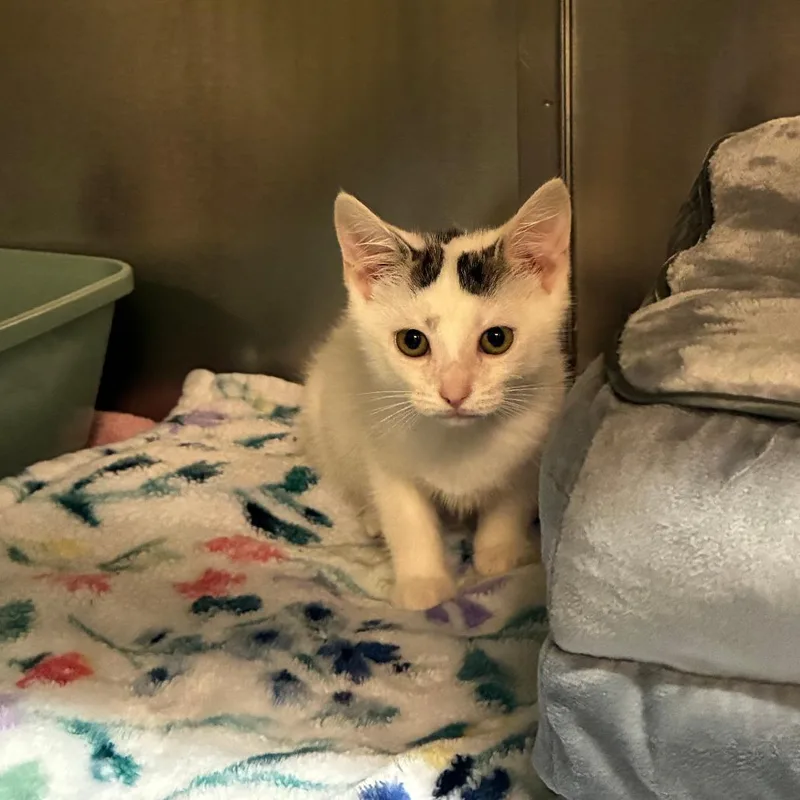 A baby small-sized female White American Shorthair cat named Holiday Inn for adoption in Danville, KY