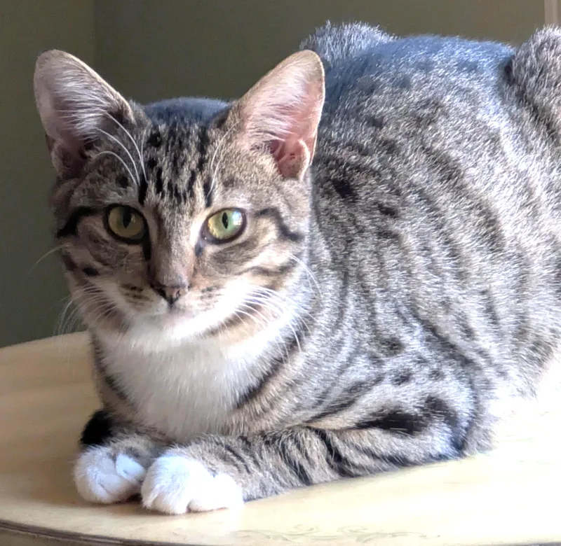 A baby medium-sized female Tabby cat named Bubbles for adoption in Jamaica Plain, MA