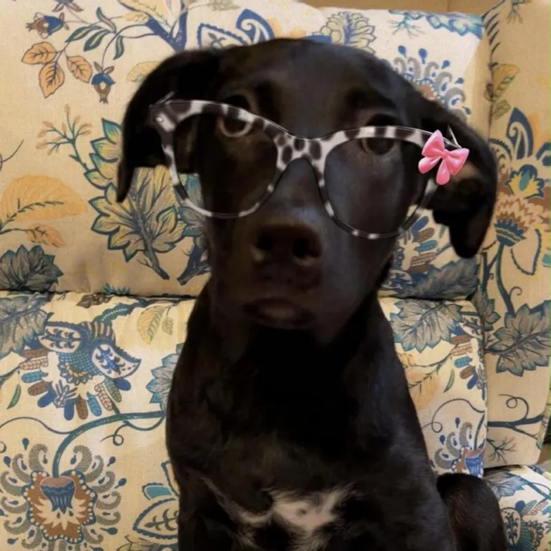 A young medium-sized female Black Labrador Retriever dog named Holli for adoption in Houston, TX
