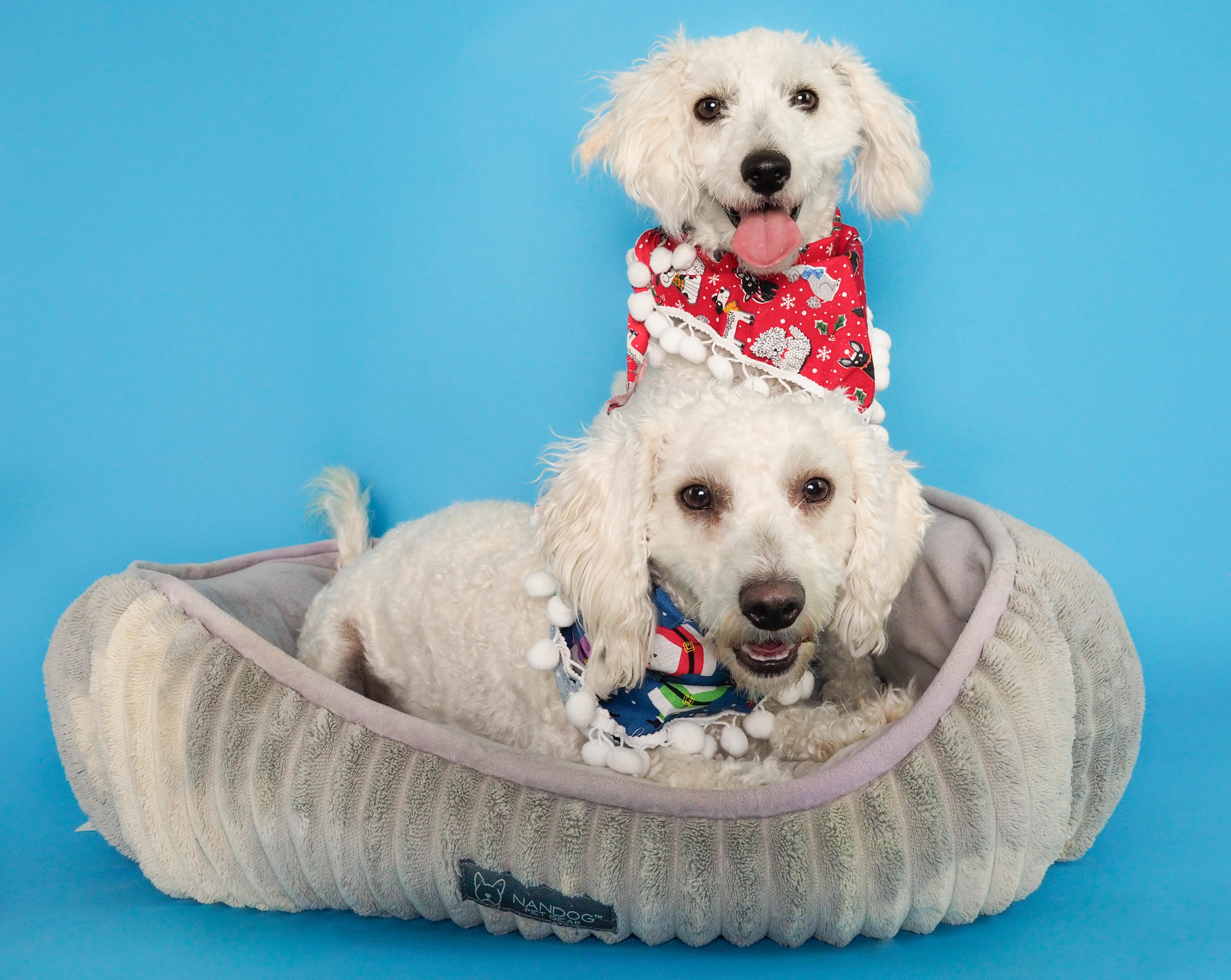 Noble & Majesty thumbnail 2