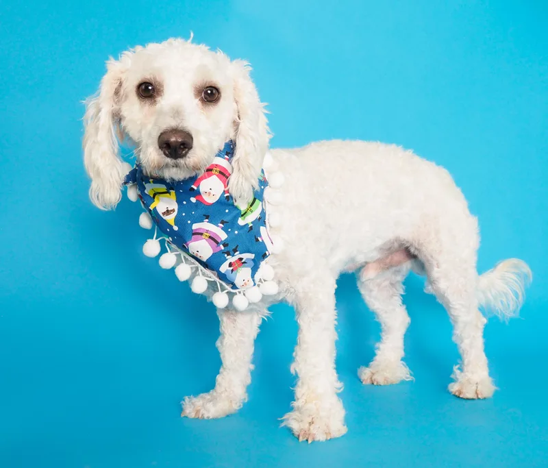 Noble & Majesty thumbnail 3