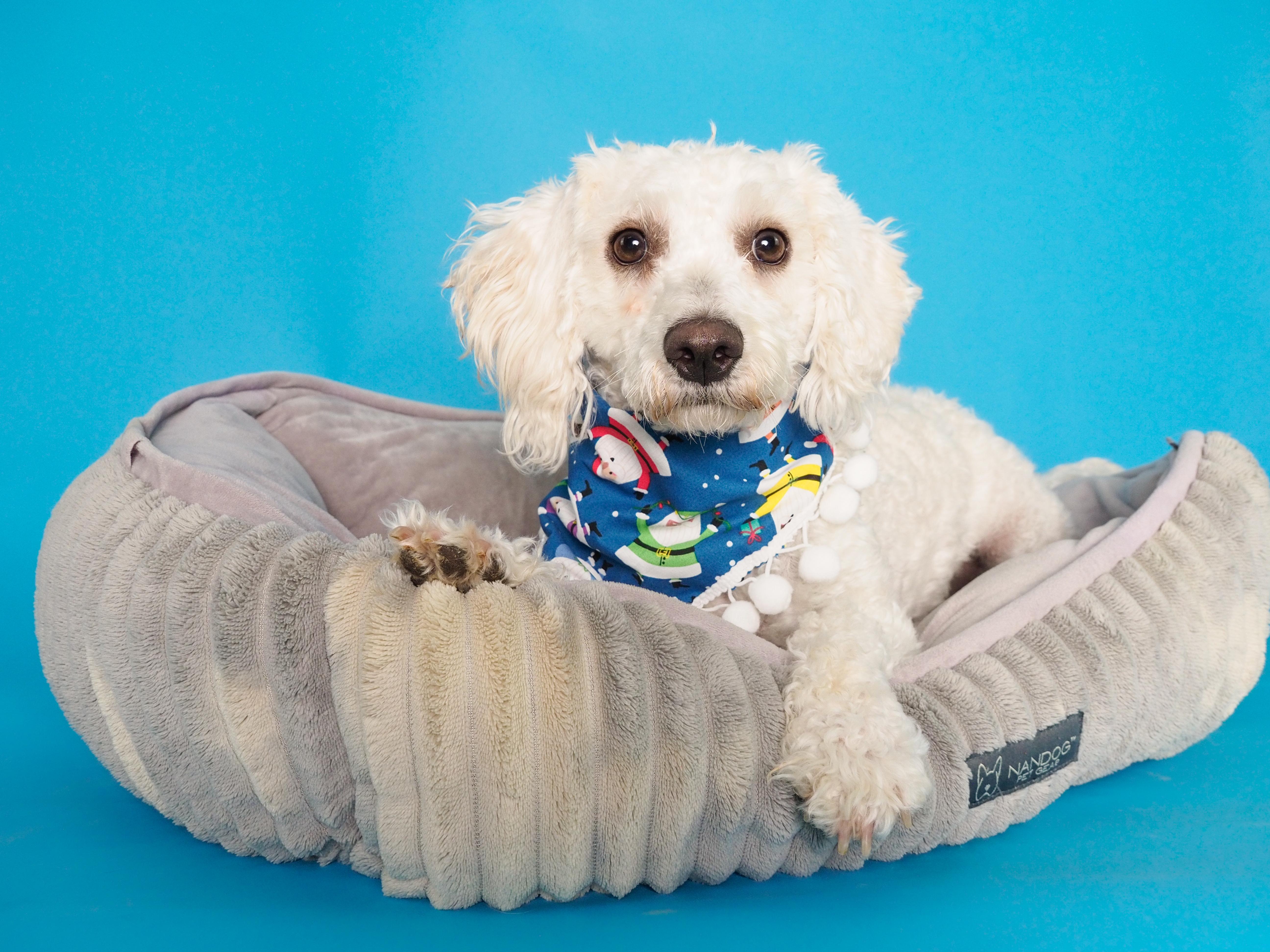 Noble & Majesty thumbnail 4