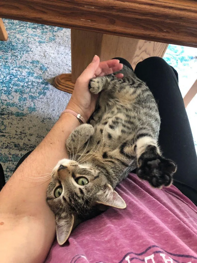 Noodles New