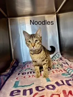 Noodles New thumbnail 2