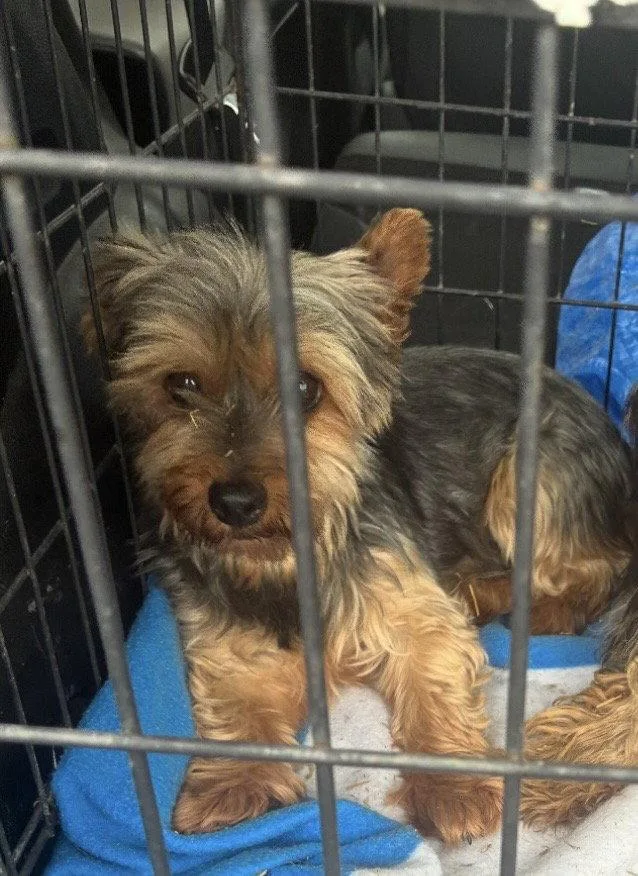 An adult small-sized female Black Yorkshire Terrier dog named Ivy for adoption in Pottstown, PA