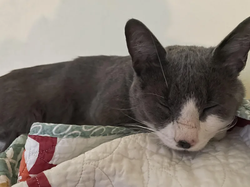 An adult medium-sized male Domestic Short Hair cat named Toeby for adoption in Rochester, WA