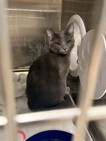 A baby small-sized male Domestic Short Hair cat named Shelby for adoption in San Martin, CA