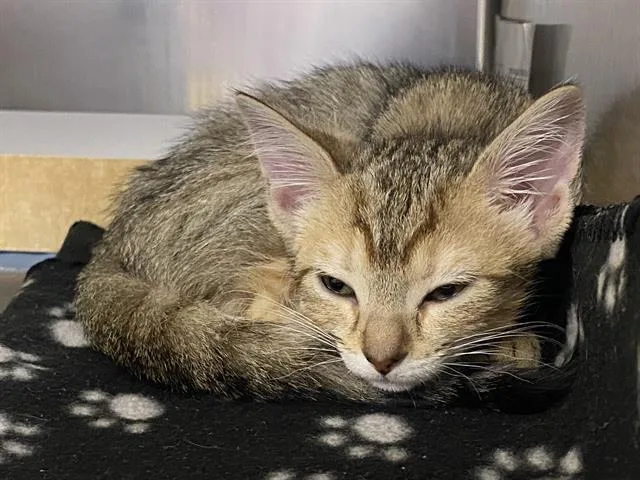 A baby small-sized female Domestic Short Hair cat named Lugnut for adoption in Charlotte, NC