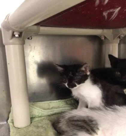 A baby medium-sized female Domestic Short Hair cat named Bell Pepper for adoption in Elmira, NY