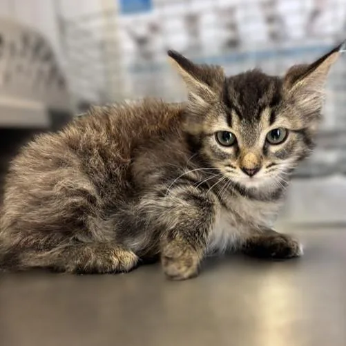 A baby small-sized female Domestic Short Hair cat named Valerie for adoption in San Antonio, TX