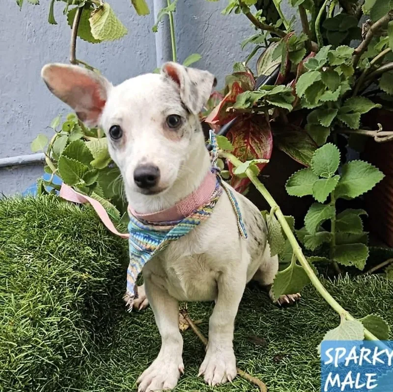 A baby small-sized male White / Cream Dachshund dog named Sparky for adoption in Carmel, NY