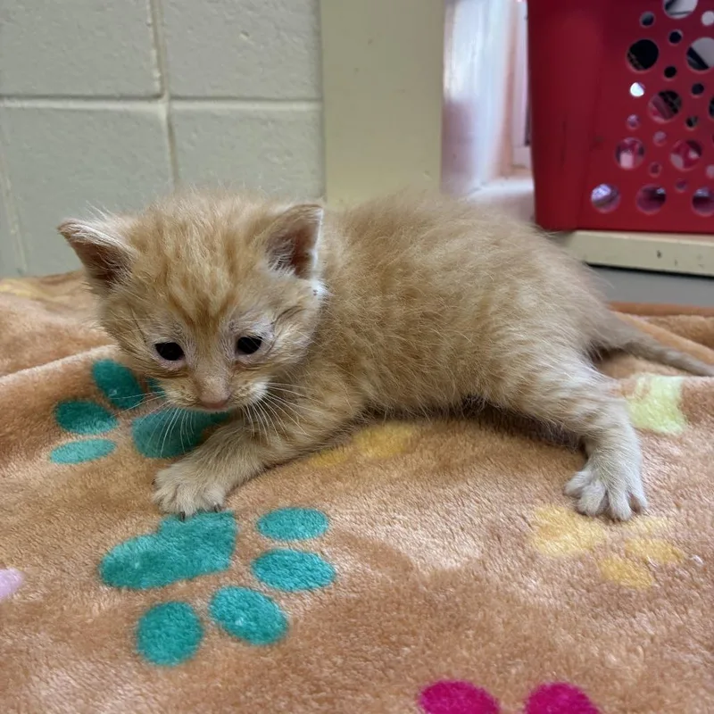 A baby small-sized male Orange / Red Domestic Short Hair cat named Skinny Dipping for adoption in Newport News, VA