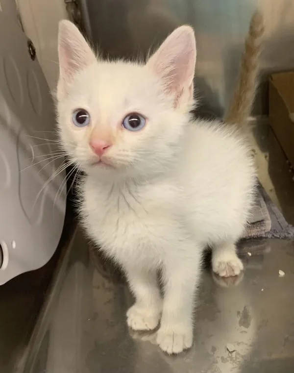 A baby small-sized male Domestic Short Hair cat named Taako for adoption in Santa Rosa, CA