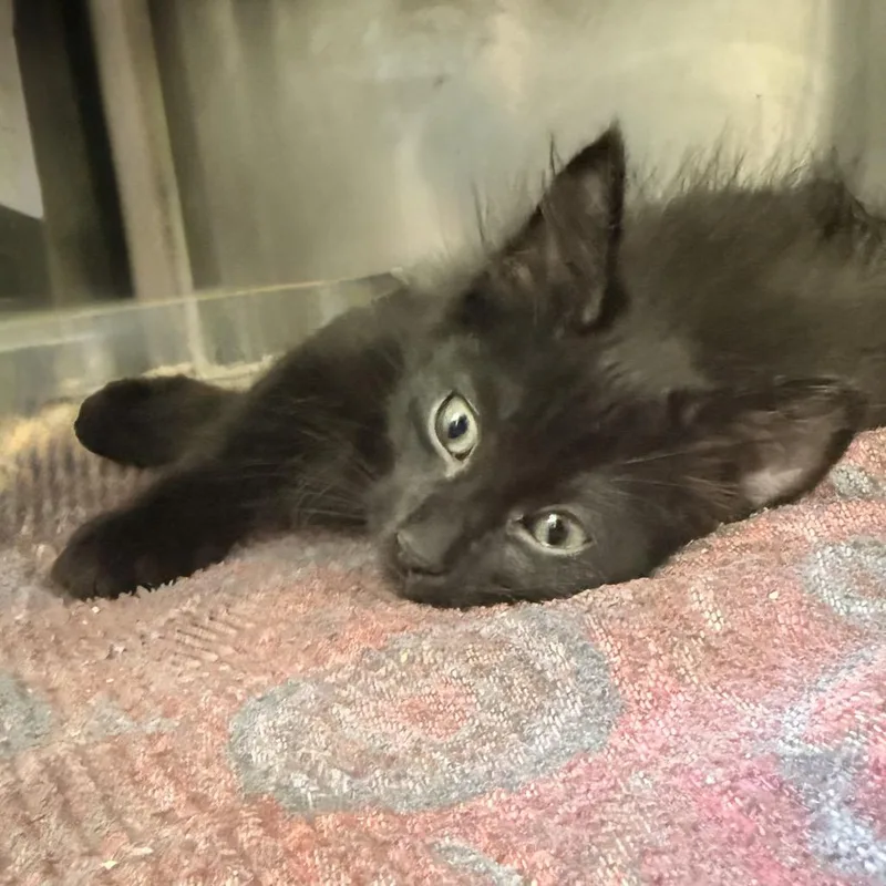 A baby medium-sized male Black Domestic Short Hair cat named Kyle for adoption in Palm Springs, CA