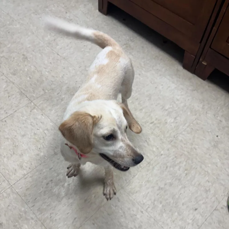 A young medium-sized female Apricot / Beige Beagle dog named Missy Priss for adoption in Franklin, NC