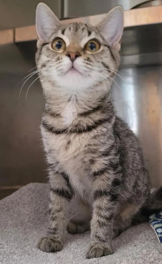 A baby medium-sized female Domestic Short Hair cat named Sajama for adoption in Fort Lupton, CO