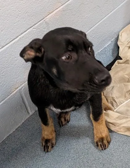 A young medium-sized male Labrador Retriever dog named Reese for adoption in Taylorsville, NC