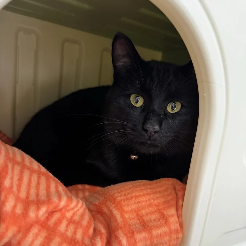 An adult medium-sized male Black Domestic Short Hair cat named Binx for adoption in Morris, MN