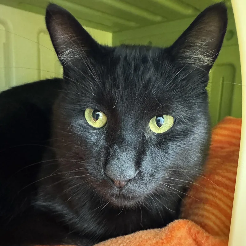 Binx thumbnail 2
