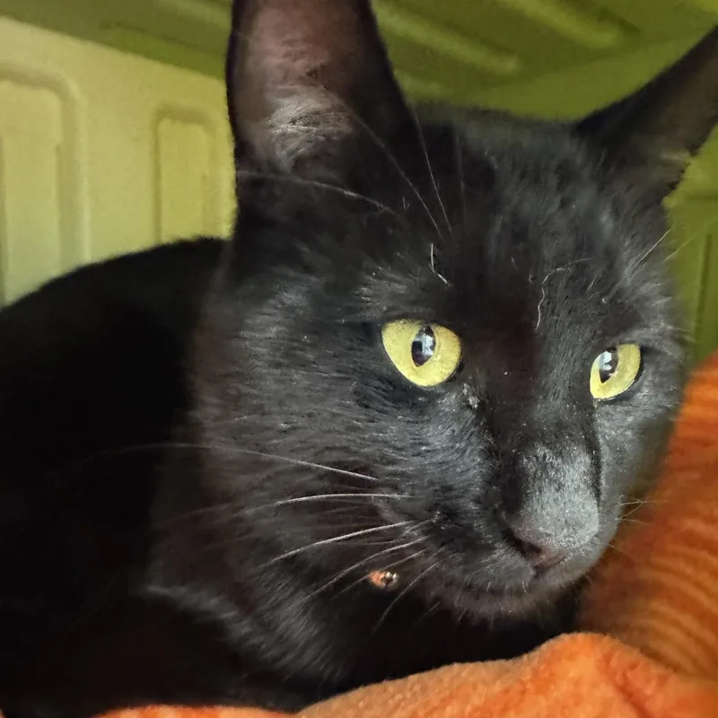 Binx thumbnail 3