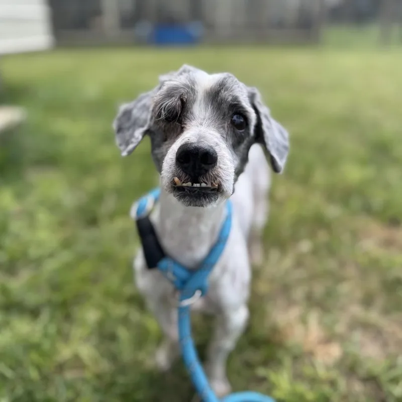 An adult small-sized male Gray / Blue / Silver Miniature Schnauzer dog named Shaggy Doug for adoption in Houston, TX