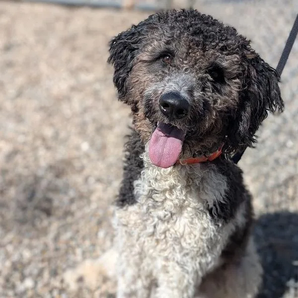 An adult medium-sized male Gray / Blue / Silver Mixed Breed dog named Nelson for adoption in West Olive, MI