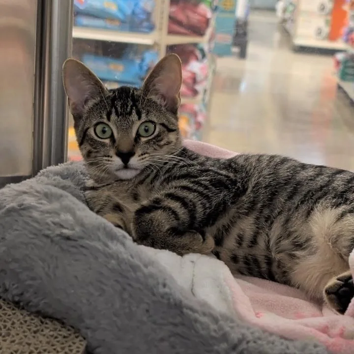 A baby small-sized female Domestic Short Hair cat named Skye for adoption in Chandler, AZ