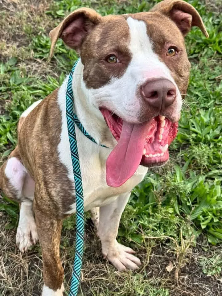 An adult medium-sized male Brindle Pit Bull Terrier dog named Linden for adoption in Chicago, IL