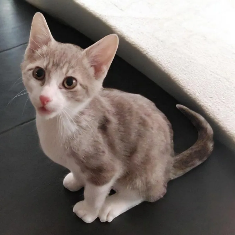 A baby medium-sized male Domestic Short Hair cat named Benjamin for adoption in Richland Hills, TX