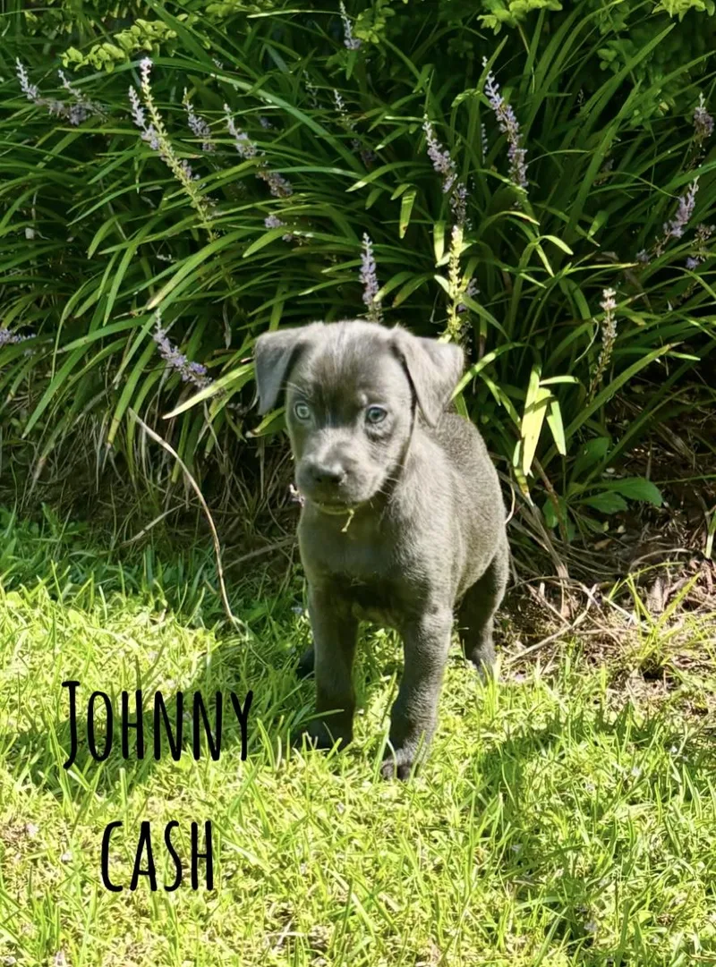 A baby medium-sized female Labrador Retriever dog named Johnny Cash for adoption in Lutz, FL