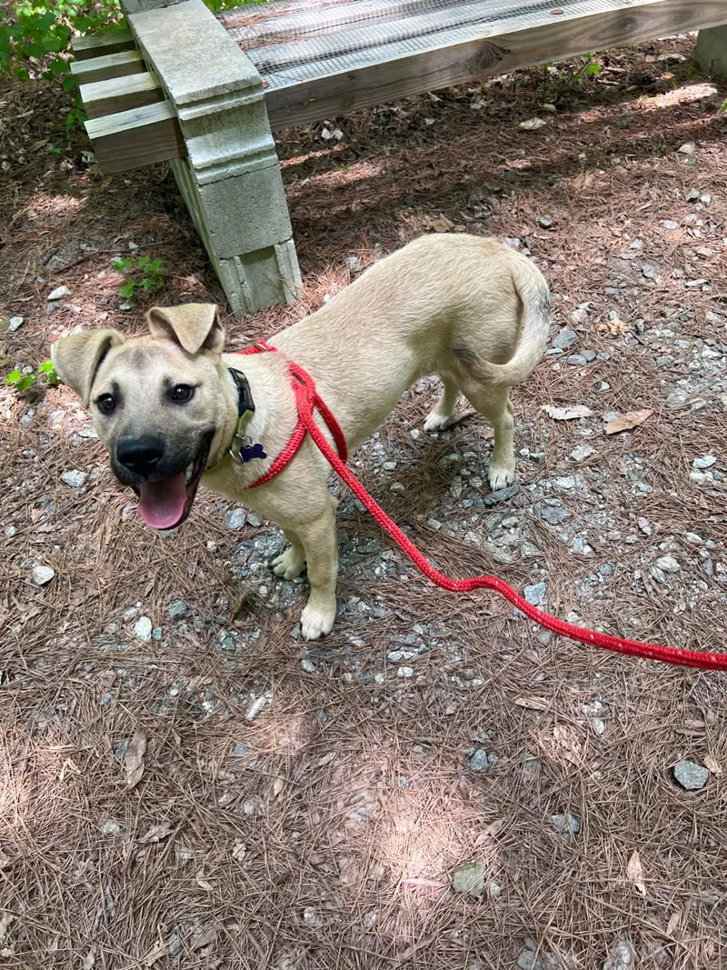 A young medium-sized female Mixed Breed dog named Sloane for adoption in Mc Cormick, SC