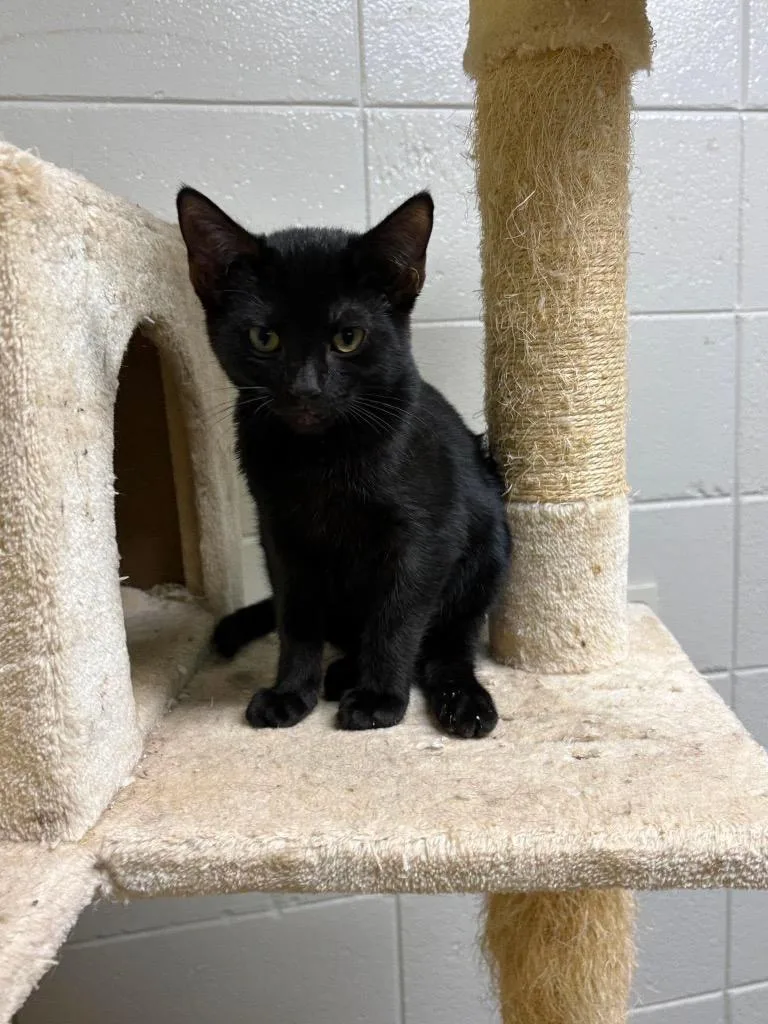 A baby small-sized male Domestic Long Hair cat named Fulwood Park for adoption in Tifton, GA