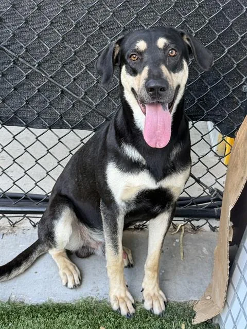 A young large-sized male Mixed Breed dog named Clyde for adoption in Dallas, TX