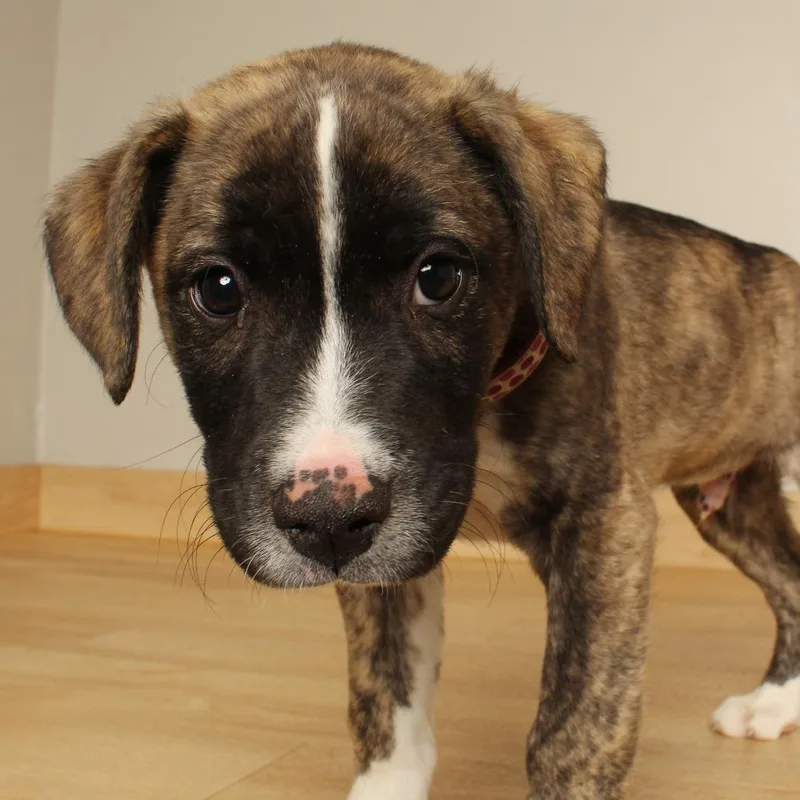 A baby large-sized male Brindle Pit Bull Terrier dog named Pork Rind D for adoption in Minnetonka, MN