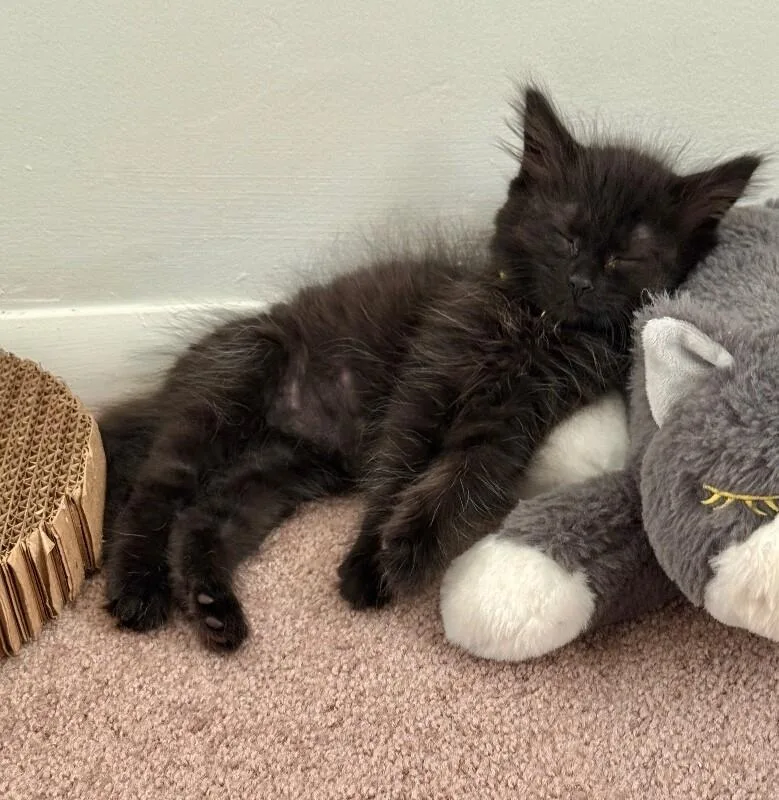 A young medium-sized female Black Domestic Medium Hair cat named Buffy for adoption in North Babylon, NY