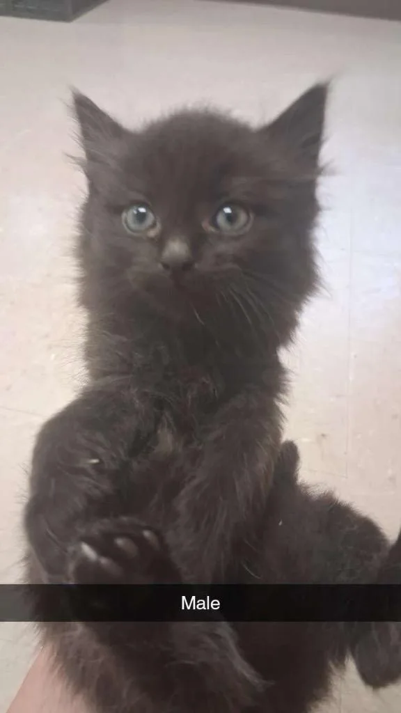 A baby small-sized male Domestic Short Hair cat named Muse for adoption in Burnsville, NC