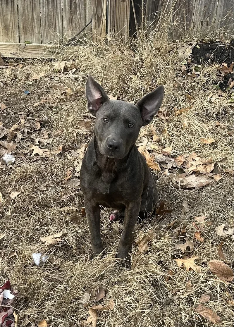 A young medium-sized male Gray / Blue / Silver Mixed Breed dog named Sarge Jr. for adoption in Belleville, IL
