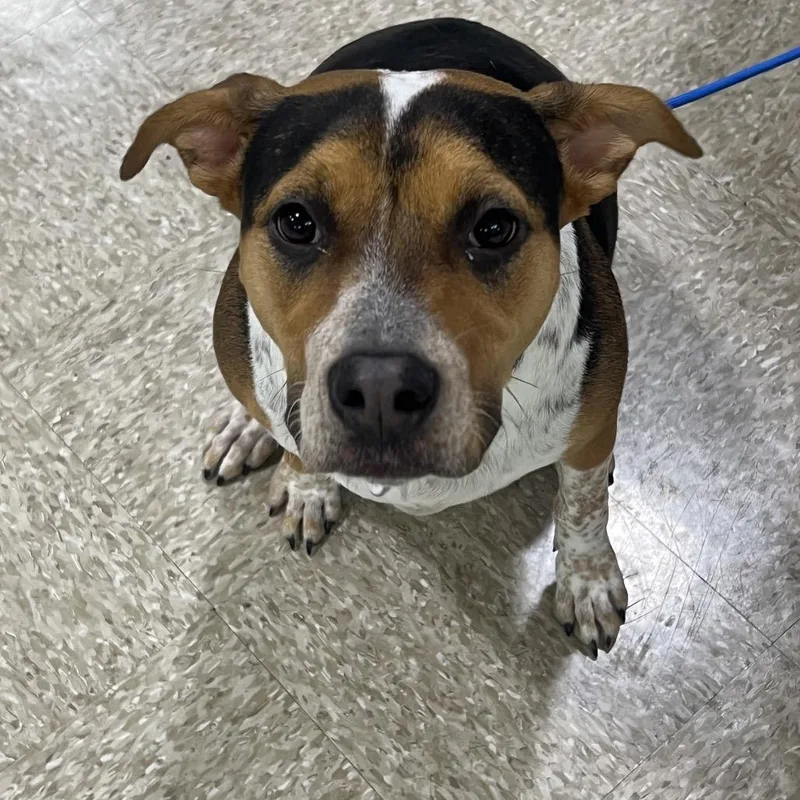A young medium-sized female Brown / Chocolate Mixed Breed dog named Domino for adoption in Midland, TX