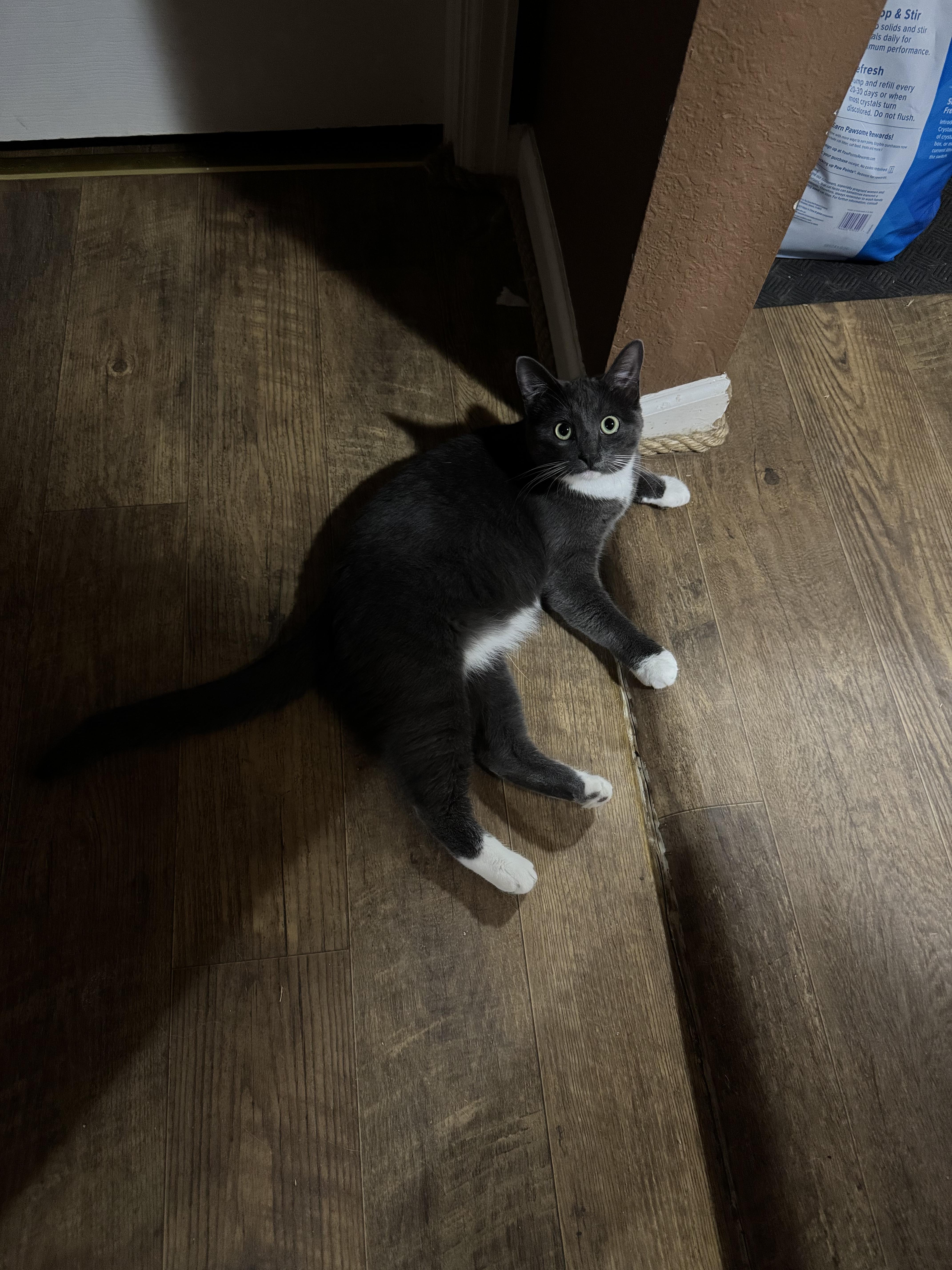 Reginald thumbnail 3
