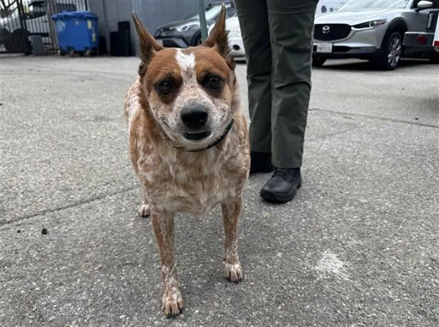 An adult small-sized female Australian Cattle Dog / Blue Heeler dog named Darcy for adoption in Santa Monica, CA
