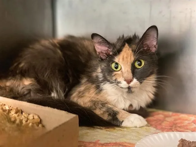 A young small-sized female Domestic Medium Hair cat named Smokey Mist for adoption in Fort Wayne, IN